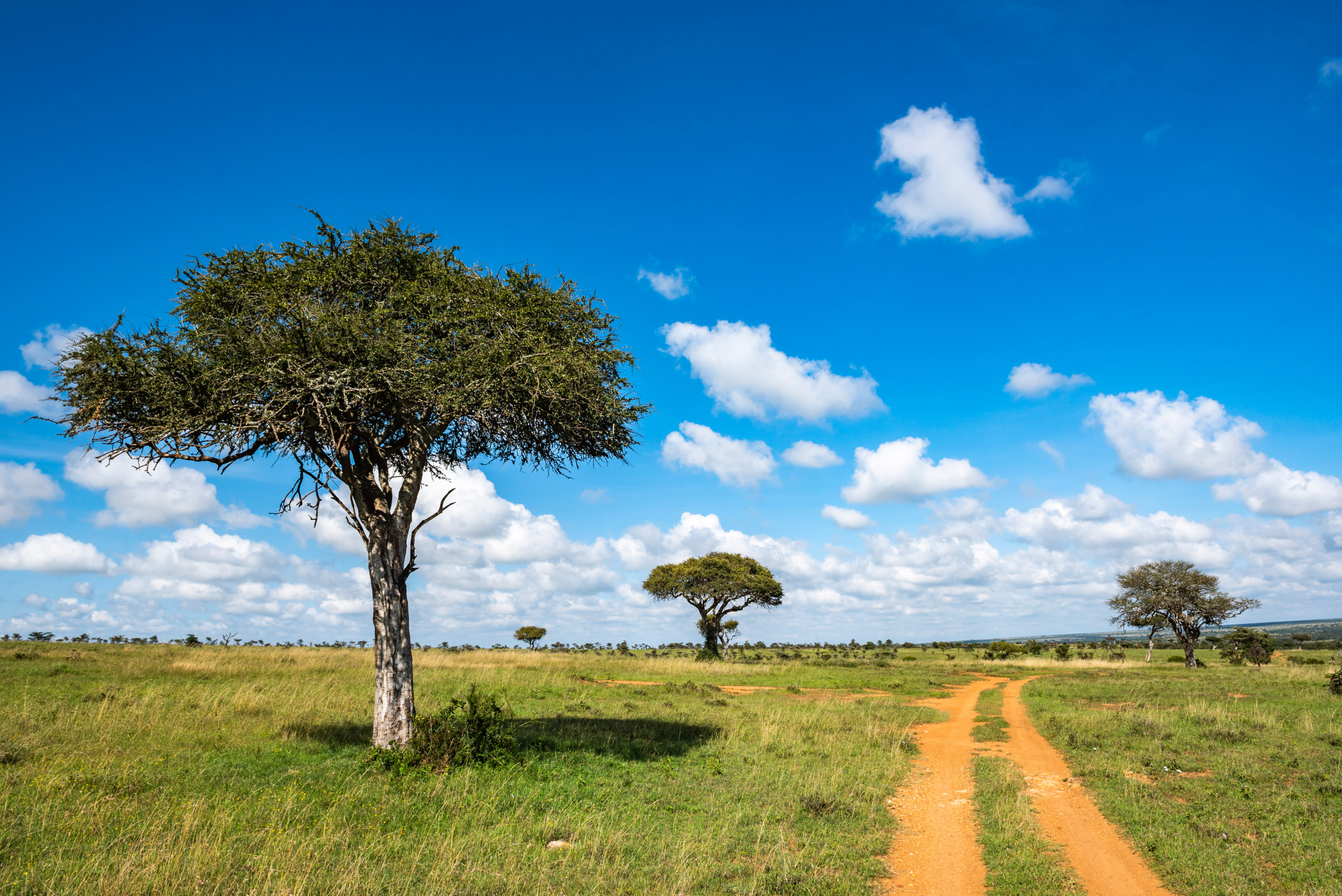 Acacia-trees-landscape-scenery-in-africa-1670312
